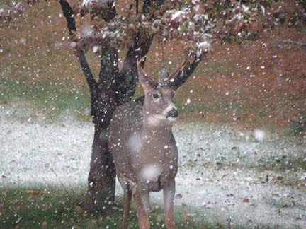 Crab Tree Buck 